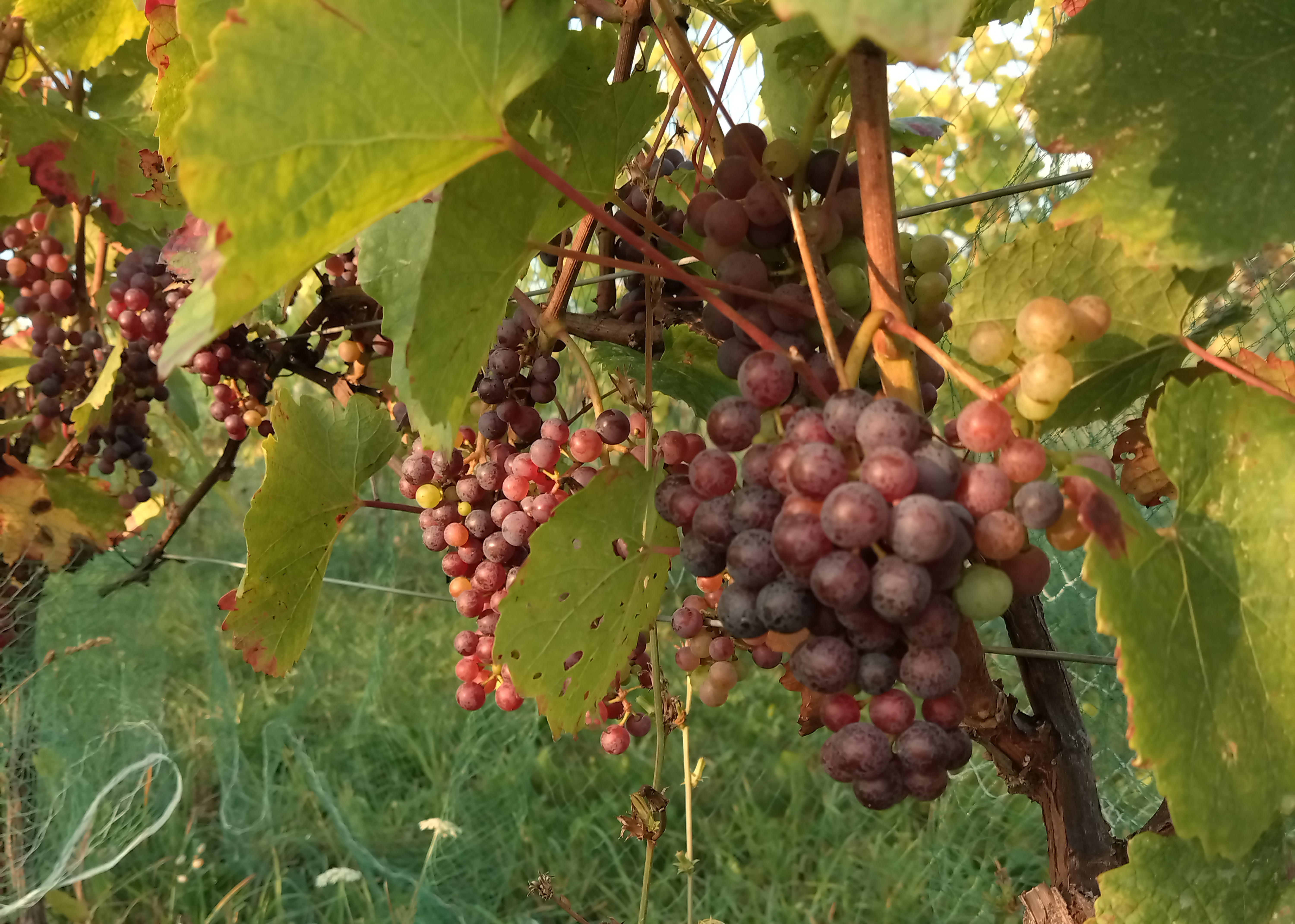 Zweigelt grapes at veraison hanging from a vine.